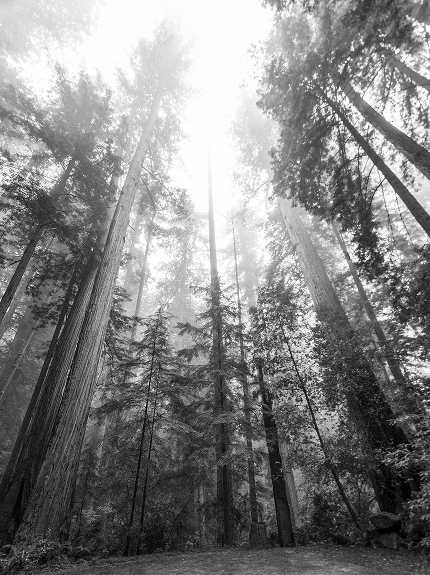 Home-Somos-2 somos bosque